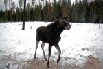 Vakantiehuis HagforsSemester | Värmlands Moose Park